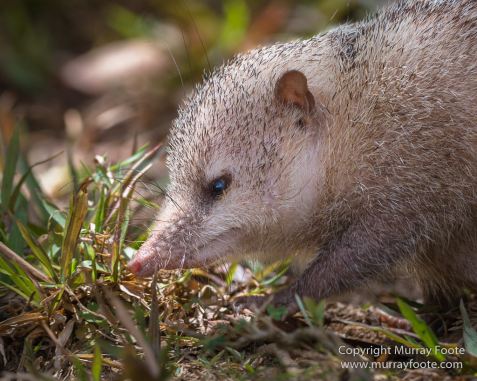 Architecture, Landscape, Madagascar, Marozevo, Nature, Peyrieras Nature reserve, Photography, Travel, Wilderness, Wildlife