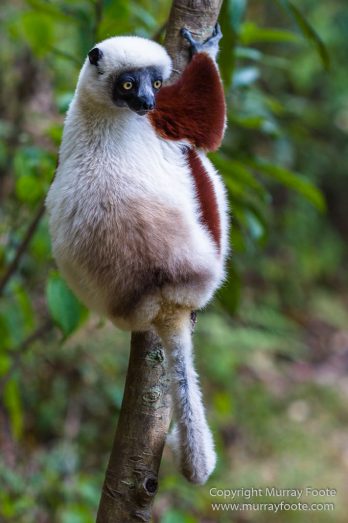 Architecture, Landscape, Madagascar, Marozevo, Nature, Peyrieras Nature reserve, Photography, Travel, Wilderness, Wildlife