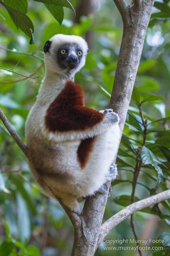 Architecture, Landscape, Madagascar, Marozevo, Nature, Peyrieras Nature reserve, Photography, Travel, Wilderness, Wildlife