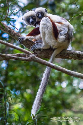 Architecture, Landscape, Madagascar, Marozevo, Nature, Peyrieras Nature reserve, Photography, Travel, Wilderness, Wildlife