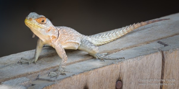 _Kirindy, Landscape, Lemurs, Madagascar, Morondava, Nature, Owls, Photography, Travel, Wildlife