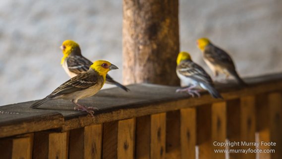 Kirindy, Landscape, Lemurs, Madagascar, Morondava, Nature, Owls, Photography, Travel, Wildlife
