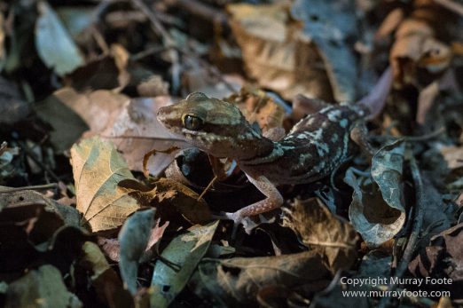 Drongo, Fossa, Gecko, Iguana, Kirindy, Landscape, Lemurs, Madagascar, Morondava, Nature, Photography, Red fronted lemur, Travel, Wildlife