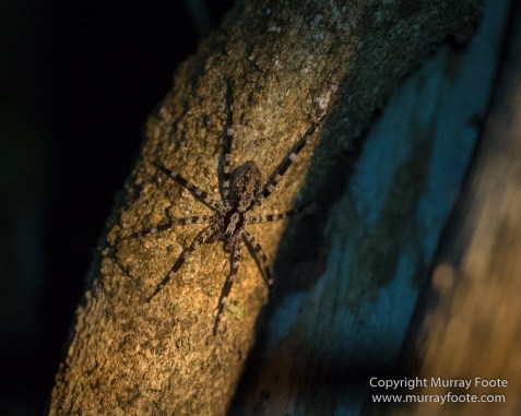 Drongo, Fossa, Gecko, Iguana, Kirindy, Landscape, Lemurs, Madagascar, Morondava, Nature, Photography, Red fronted lemur, Travel, Wildlife