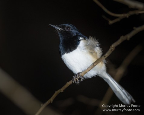 Drongo, Fossa, Gecko, Iguana, Kirindy, Landscape, Lemurs, Madagascar, Morondava, Nature, Photography, Red fronted lemur, Travel, Wildlife