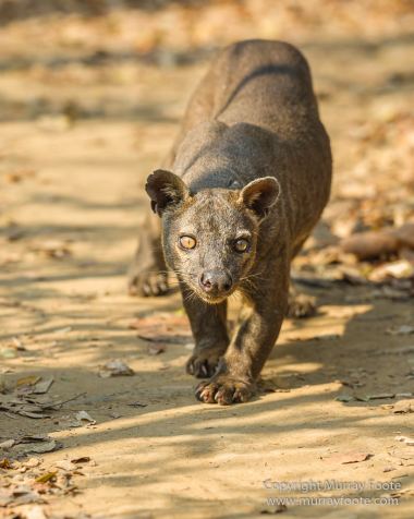 Drongo, Fossa, Gecko, Iguana, Kirindy, Landscape, Lemurs, Madagascar, Morondava, Nature, Photography, Red fronted lemur, Travel, Wildlife