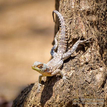Drongo, Fossa, Gecko, Iguana, Kirindy, Landscape, Lemurs, Madagascar, Morondava, Nature, Photography, Red fronted lemur, Travel, Wildlife