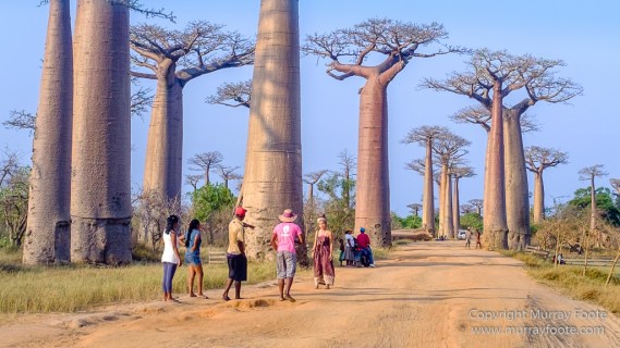 Avenue of the Baobabs, Landscape, Madagascar, Morondava, Photography, Street photography, Travel