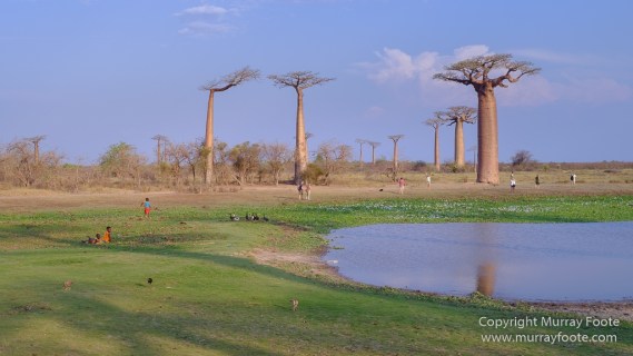Avenue of the Baobabs, Landscape, Madagascar, Morondava, Photography, Street photography, Travel