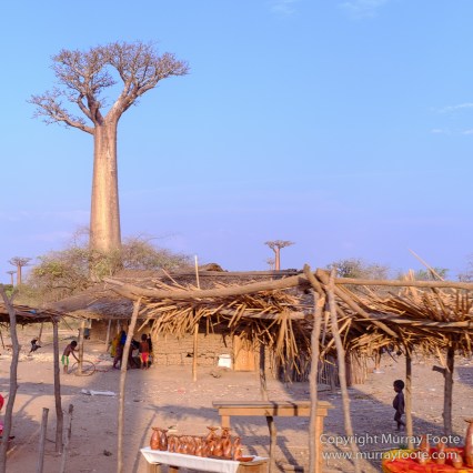 Avenue of the Baobabs, Landscape, Madagascar, Morondava, Photography, Street photography, Travel