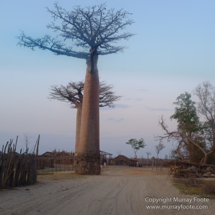 Avenue of the Baobabs, Landscape, Madagascar, Morondava, Photography, Street photography, Travel