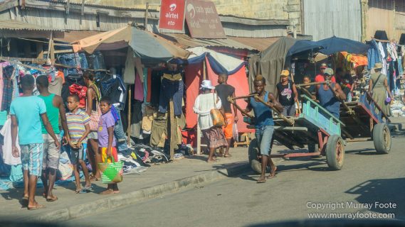 Avenue of the Baobabs, Baobabs, Carts, Kirindy, Landscape, Madagascar, Morondava, Nature, Photography, Travel, Wildlife, Zebu