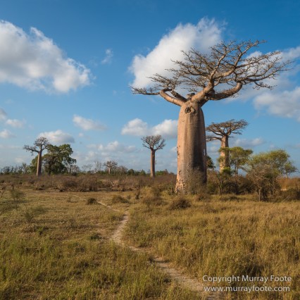 Avenue of the Baobabs, Baobabs, Landscape, Madagascar, Morondava, Nature, Photography, Travel, Wildlife