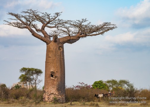 Avenue of the Baobabs, Baobabs, Landscape, Madagascar, Morondava, Nature, Photography, Travel, Wildlife