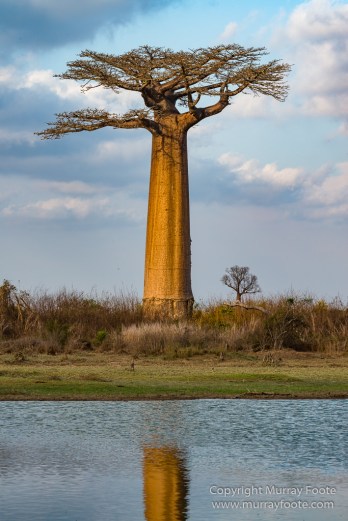 Avenue of the Baobabs, Baobabs, Landscape, Madagascar, Morondava, Nature, Photography, Travel, Wildlife