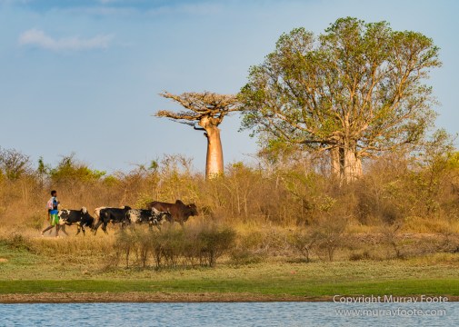 Avenue of the Baobabs, Baobabs, Landscape, Madagascar, Morondava, Nature, Photography, Travel, Wildlife