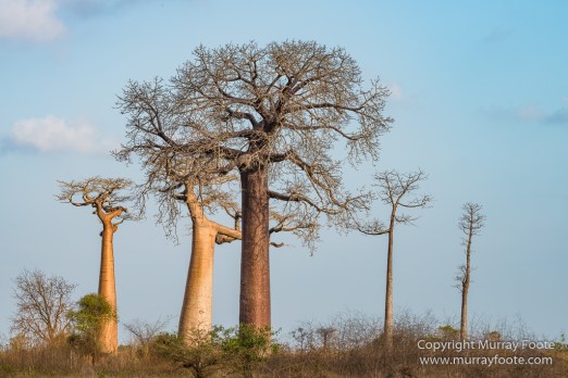 Avenue of the Baobabs, Baobabs, Landscape, Madagascar, Morondava, Nature, Photography, Travel, Wildlife