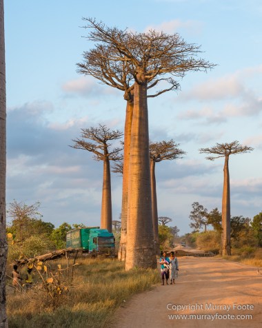 Avenue of the Baobabs, Baobabs, Landscape, Madagascar, Morondava, Nature, Photography, Travel, Wildlife