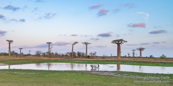 Avenue of the Baobabs, Baobabs, Landscape, Madagascar, Morondava, Nature, Photography, Travel, Wildlife