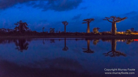 Avenue of the Baobabs, Baobabs, Landscape, Madagascar, Morondava, Nature, Photography, Travel, Wildlife