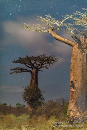 Avenue of the Baobabs, Baobabs, Landscape, Madagascar, Morondava, Nature, Photography, Travel, Wildlife