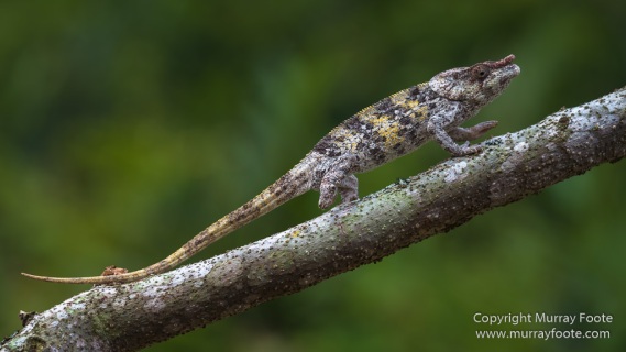 Andasibe, Boa, Gecko, Giraffe-necked Weevil, Indri, Landscape, Lemurs, Madagascar, Nature, Photography, Sparrow-Hawk, Travel, Wilderness, Wildlife