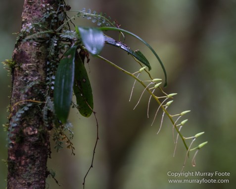 Gecko, Ground Roller, Landscape, Madagascar, Mantadia, Nature, Photography, Street photography, Travel, Wilderness, Wildlife