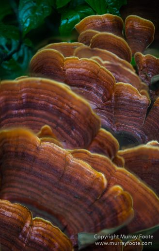 Gecko, Ground Roller, Landscape, Madagascar, Mantadia, Nature, Photography, Street photography, Travel, Wilderness, Wildlifet