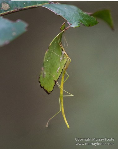 Gecko, Ground Roller, Landscape, Madagascar, Mantadia, Nature, Photography, Street photography, Travel, Wilderness, Wildlifet