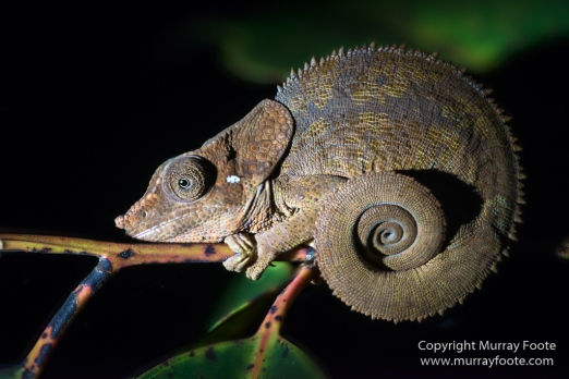 Chameleons, Collared Nightjar, Frog,Gecko, Indri, Landscape, Leaf-tailed Gecko, Lemurs, Madagascar, Mantadia, Nature, Photography, Travel, Wilderness, Wildlife