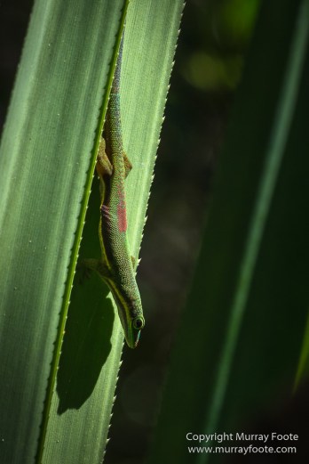 Day Gecko, Gecko, Indri, Landscape, Lemurs, Madagascar, Mantadia, Nature, Photography, Travel, Wilderness, Wildlife