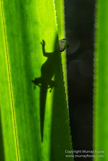 Day Gecko, Gecko, Indri, Landscape, Lemurs, Madagascar, Mantadia, Nature, Photography, Travel, Wilderness, Wildlife