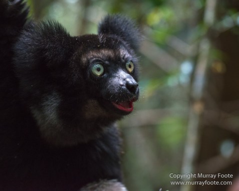 Day Gecko, Gecko, Indri, Landscape, Lemurs, Madagascar, Mantadia, Nature, Photography, Travel, Wilderness, Wildlife2