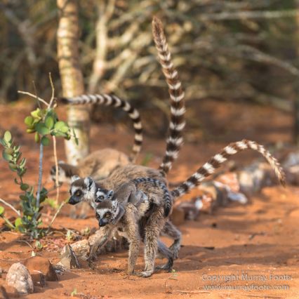 Berenty, Landscape, Madagascar, Nature, Photography, Ringtailed Lemur, Travel, Verraux's Sifaka, Wildlife