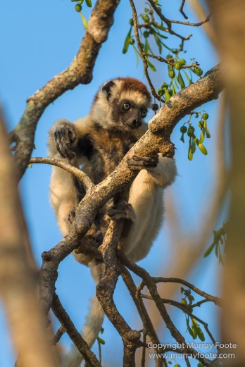 Berenty, Landscape, Madagascar, Nature, Photography, Spiny Forest, Travel, Verraux's Sifaka, Wildlife
