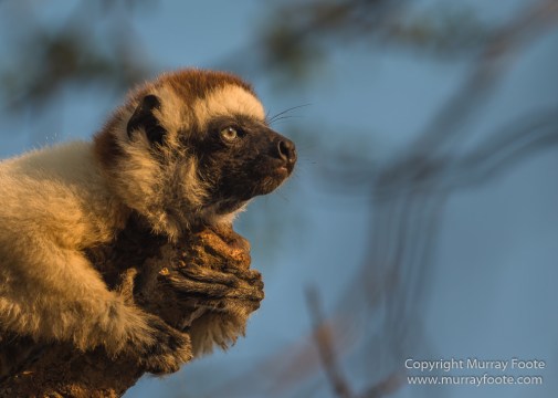 Berenty, Landscape, Madagascar, Nature, Photography, Spiny Forest, Travel, Verraux's Sifaka, Wildlife