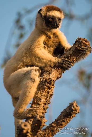 Berenty, Landscape, Madagascar, Nature, Photography, Spiny Forest, Travel, Verraux's Sifaka, Wildlife