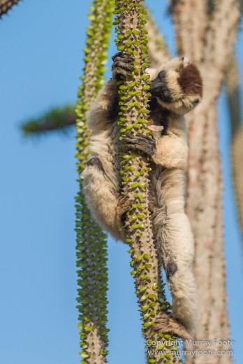 Berenty, Landscape, Madagascar, Nature, Photography, Spiny Forest, Travel, Verraux's Sifaka, Wildlife