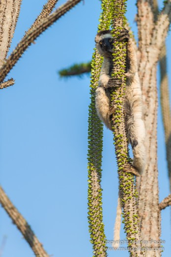 Berenty, Landscape, Madagascar, Nature, Photography, Spiny Forest, Travel, Verraux's Sifaka, Wildlife