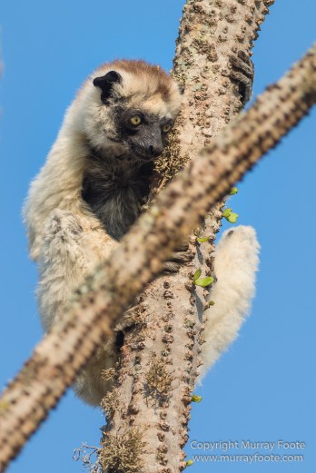 Berenty, Landscape, Madagascar, Nature, Photography, Spiny Forest, Travel, Verraux's Sifaka, Wildlife