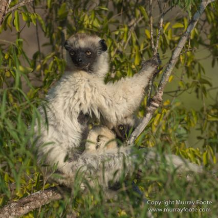Berenty, Landscape, Madagascar, Nature, Photography, Spiny Forest, Travel, Verraux's Sifaka, Wildlife