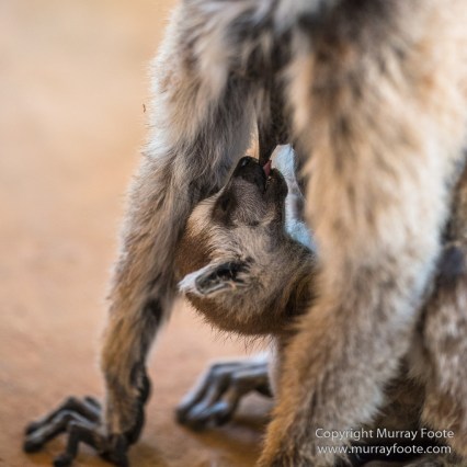 Aldabra tortoise, Berenty, Landscape, Madagascar, Nature, Nile crocodile, Photography, Red fronted lemur, Ringtailed Lemur, Spiny Forest, Sportive Lemur, Travel, Verraux's Sifaka, Wildlife, Yellow-billed Kite