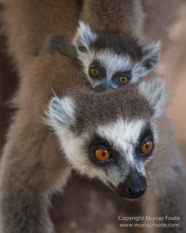 Aldabra tortoise, Berenty, Landscape, Madagascar, Nature, Nile crocodile, Photography, Red fronted lemur, Ringtailed Lemur, Spiny Forest, Sportive Lemur, Travel, Verraux's Sifaka, Wildlife, Yellow-billed Kite