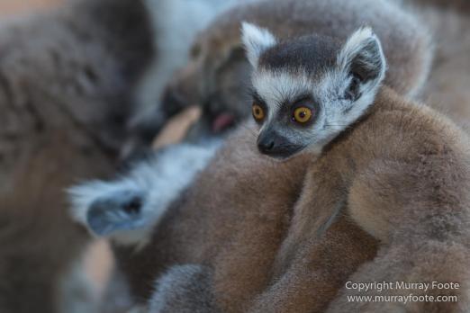 Aldabra tortoise, Berenty, Landscape, Madagascar, Nature, Nile crocodile, Photography, Red fronted lemur, Ringtailed Lemur, Spiny Forest, Sportive Lemur, Travel, Verraux's Sifaka, Wildlife, Yellow-billed Kite