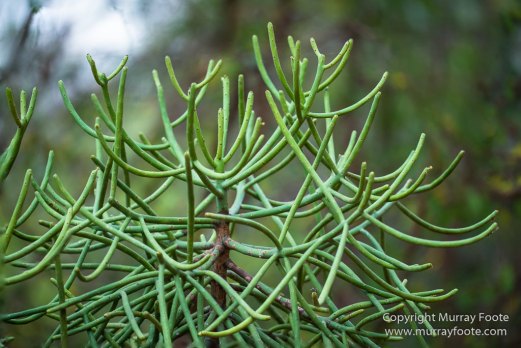 Berenty, Chameleons, Landscape, Macro, Madagascar, Nature, Photography, Ringtailed Lemur, Sakalava weavers, Spiny Forest, Travel, Verraux's Sifaka, Wildlife