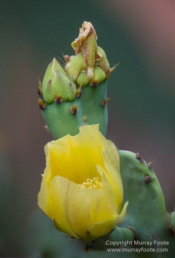Berenty, Chameleons, Landscape, Macro, Madagascar, Nature, Photography, Ringtailed Lemur, Sakalava weavers, Spiny Forest, Travel, Verraux's Sifaka, Wildlifet