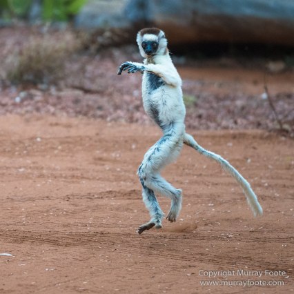 Berenty, Chameleons, Landscape, Macro, Madagascar, Nature, Photography, Ringtailed Lemur, Sakalava weavers, Spiny Forest, Travel, Verraux's Sifaka, Wildlife