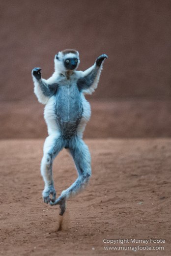 Berenty, Chameleons, Landscape, Macro, Madagascar, Nature, Photography, Ringtailed Lemur, Sakalava weavers, Spiny Forest, Travel, Verraux's Sifaka, Wildlife