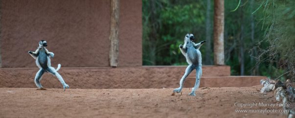 Berenty, Chameleons, Landscape, Macro, Madagascar, Nature, Photography, Ringtailed Lemur, Sakalava weavers, Spiny Forest, Travel, Verraux's Sifaka, Wildlife