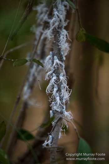 Alluaudia Procera, Berenty, Chameleons, Flatid Leaf Bugs, Landscape, Madagascar, Nature, Photography, Ringtailed Lemur, Spiny Forest, Sportive Lemur, Travel, Wildlife, Yellow-billed Kite